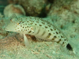 Parapercsis femelle